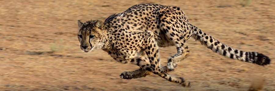 Fastest Land Animals in the World